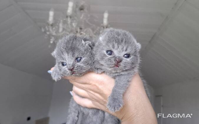 Premium British Shorthair Kitten Available