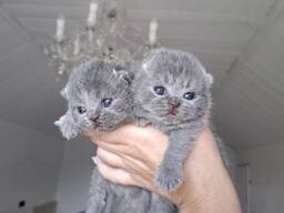 Premium British Shorthair Kitten Available