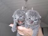 Premium British Shorthair Kitten Available - photo 1