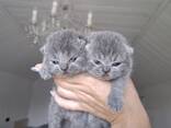 Premium British Shorthair Kitten Available - photo 2
