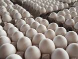 Premium Farm Fresh Chicken Table Eggs/ Chicken Eggs/ Fertilized Chicken Hatching Eggs - photo 3