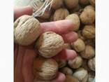 Продам орех грецкий оптом (Nuts) - фото 2