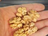 Продаём грецкий орех от тонны - photo 1
