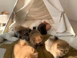 Adorable Pomeranian Puppies for Sale – Tiny, Fluffy, and Full of Personality! - photo 1
