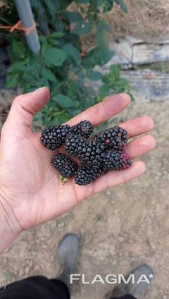 Выращивание Цветов/Овощей в теплицах ШОТЛАНДИИ