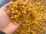Raisins Golden Kalifar - photo 2