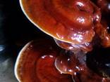 Reishi mushroom , Lingzhi , Ganoderma lucidum - photo 2