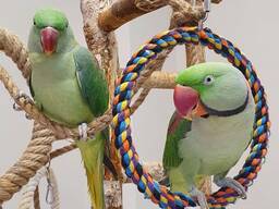 Ringneck Parrots – Intelligent &amp; Healthy