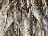 Рыба вяленая опт - photo 3