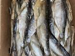 Рыба вяленая опт - photo 9