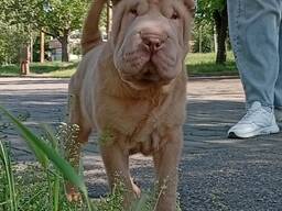 Sharpei puppy