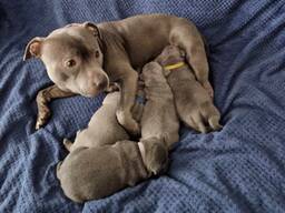 Slue Staffordshire Bull Terrier Puppies-