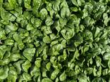 Spinach baby - photo 3