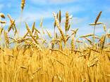 Ukrainian grain broker services - photo 1