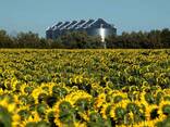 Sunflower oil and processed products - photo 2