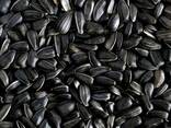 Sunflower seeds - photo 1