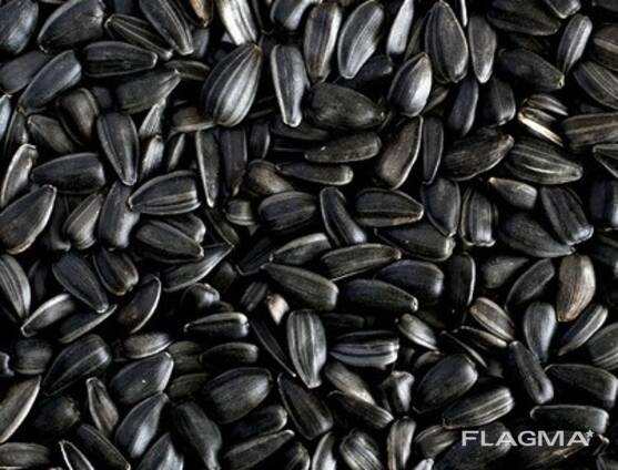Sunflower seeds
