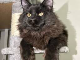 These Maine Coon kittens are 3 months old and ready to find their forever homes.