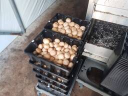 Выращивание грибов/овощей в теплицах в Англии