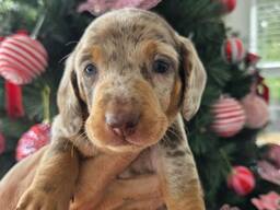 Healthy beautiful Dachshunds puppies ready for a new home