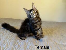 Very affectionate and playful purebred Maine Coon kittens