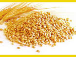 Wheat - photo 1