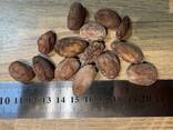 Whole cocoa beans - photo 3