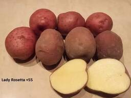 Wholesale potatoes from Poland