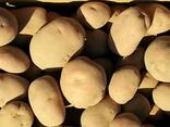Wholesale potatoes from Poland - photo 1