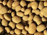 Wholesale potatoes from Poland - photo 3