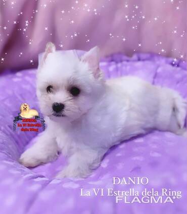 Yorkshire Terrier Golddust