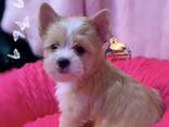 Yorkshire Terrier Golddust - photo 1