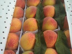 Zargaldok peach from Uzbekistan